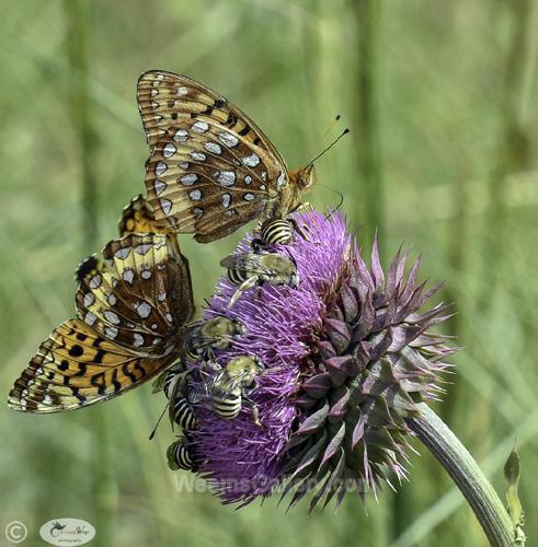 2 Butterflies on Thistle by Janet Haist